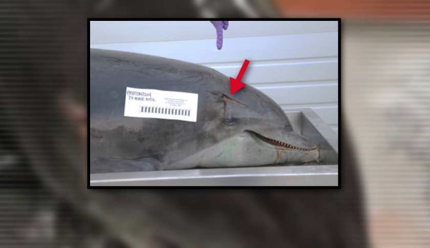 Dolphin Death Bullets Lodged In Brain And Heart… Officials Offer $$$ Reward